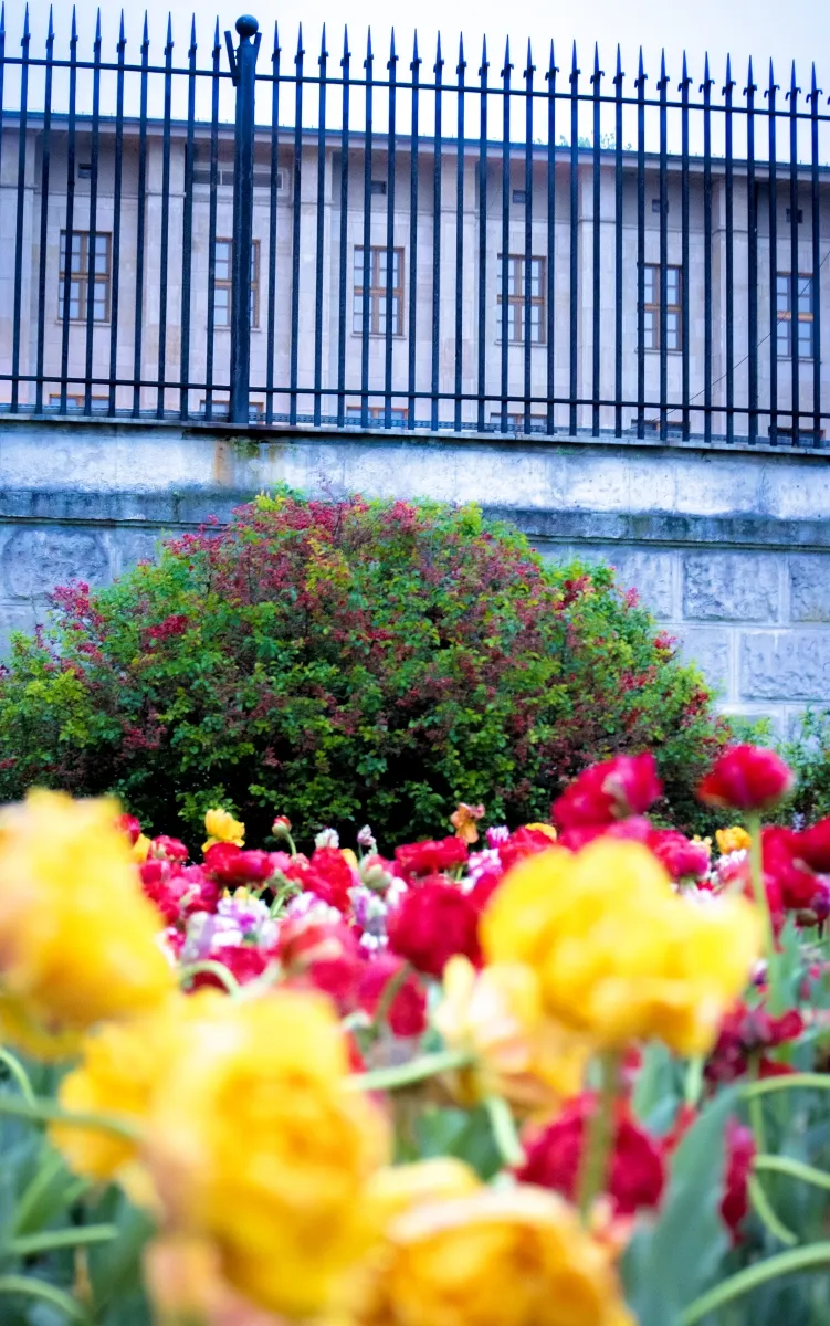 Blurred yellow and red tulips below a tall iron fence and pale stone wall